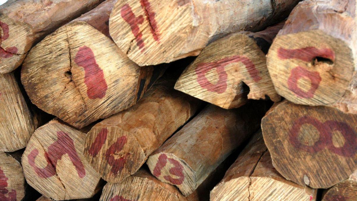 Sandalwood growers flag ‘undervalued’ Mysuru auction, seek deferment