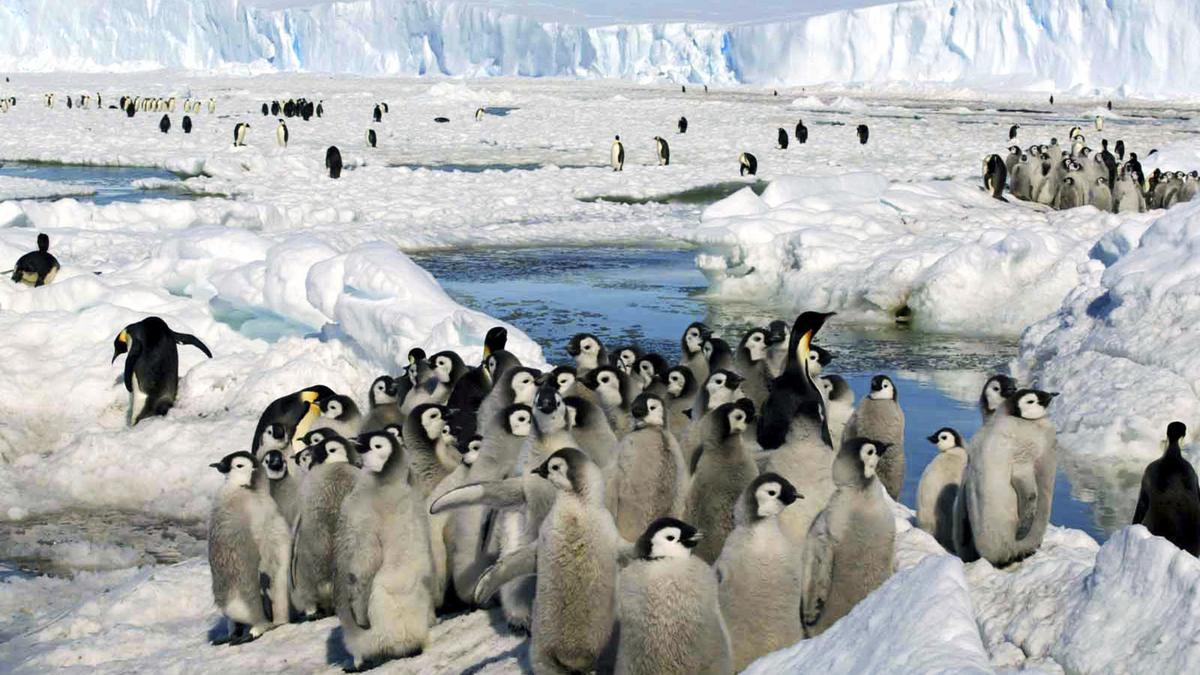 No emperor penguin chicks survived last year due to melting of Antarctic ice, study says