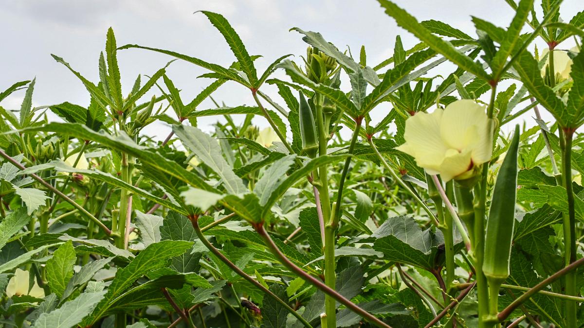 With prices falling, area under okra cultivation shrinks