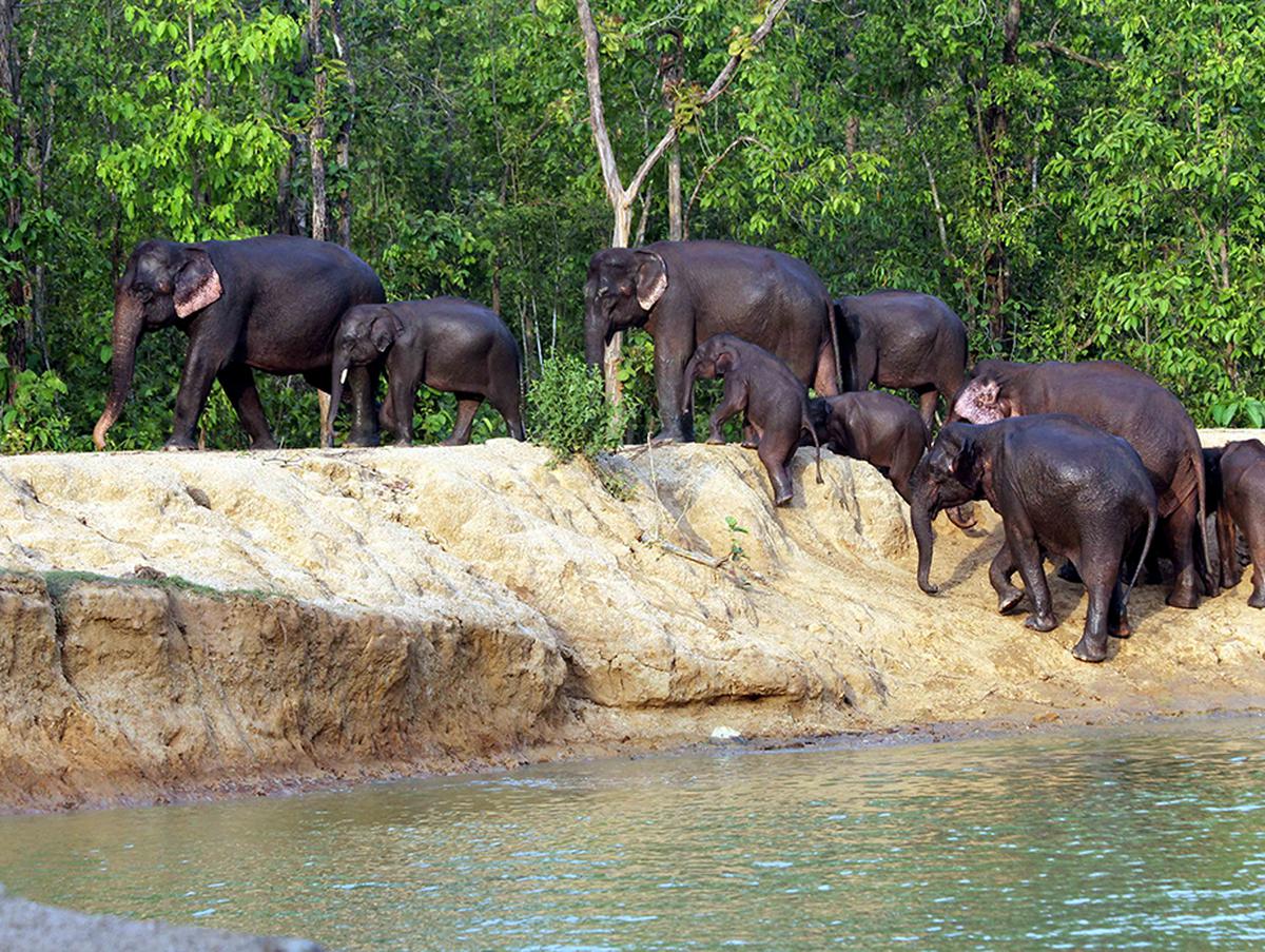 Karnataka government forms team to study human-elephant conflict in Hassan, Kodagu