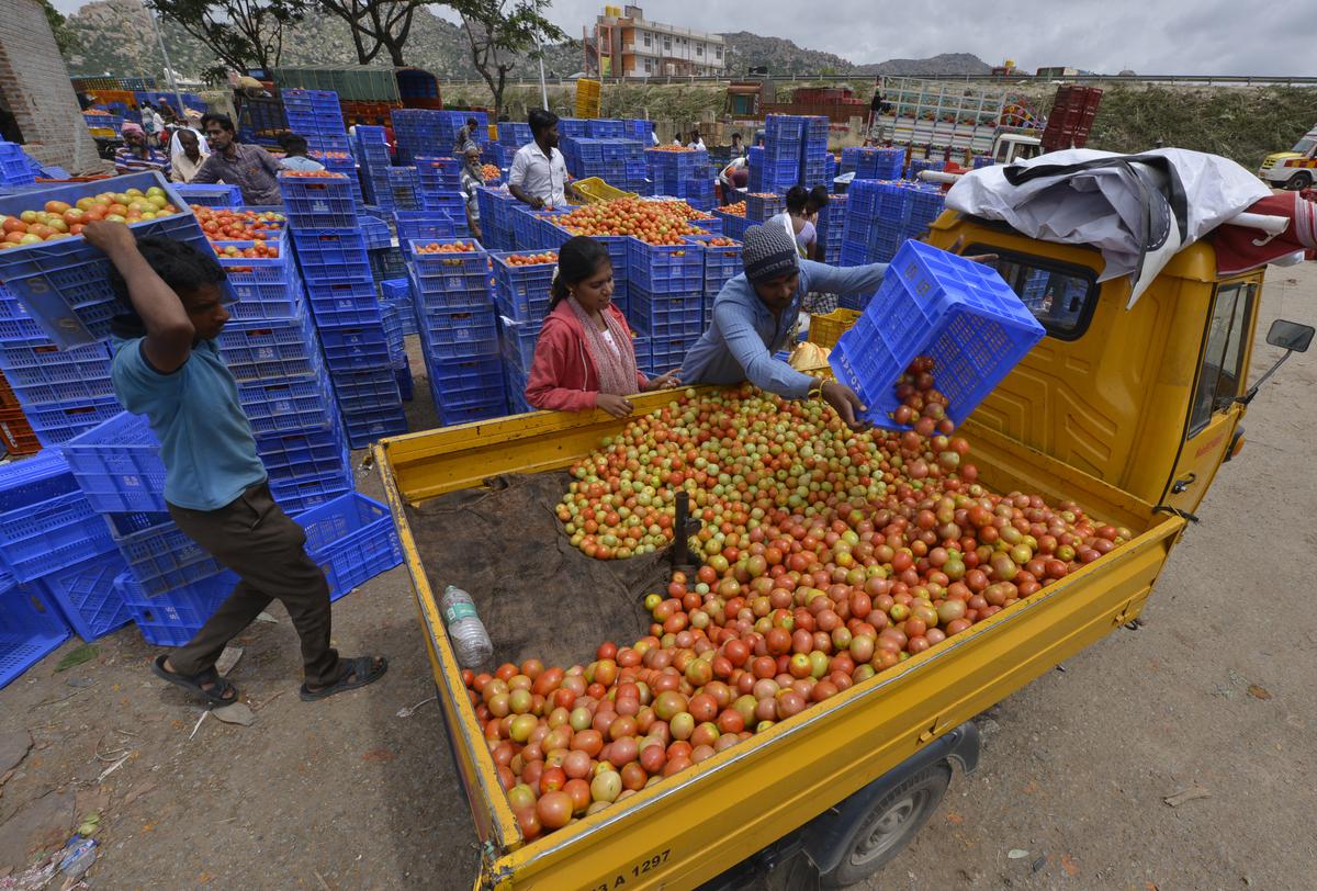 Tomatoes being loaded into vehicles for transporting them to various states from the APMC market in Kolar.