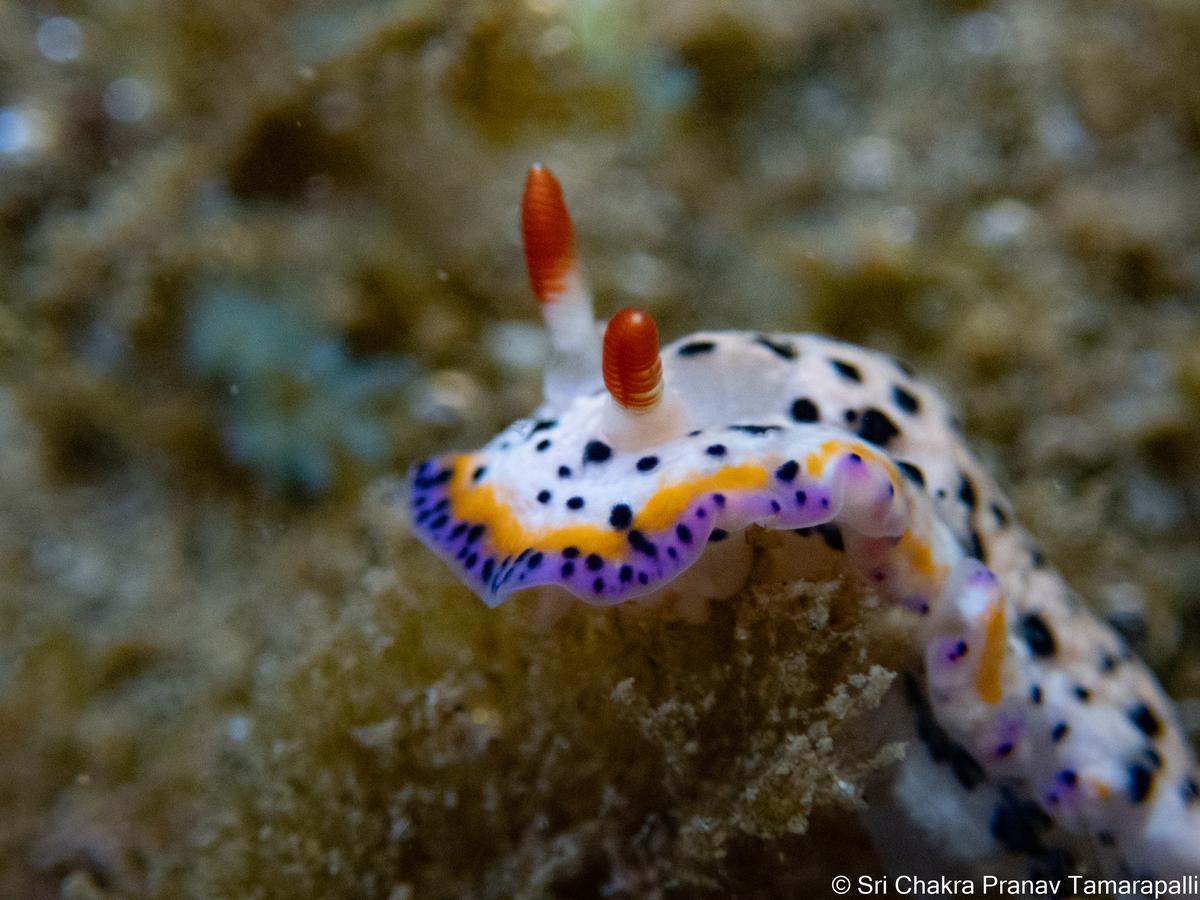 The species Hypselodoris sagamensis spotted during the Intertidal Bioblitz in Visakhapatnam.