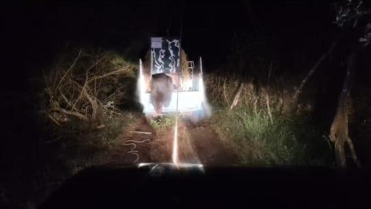 Sloth bear captured in Coonoor, released into reserve forest