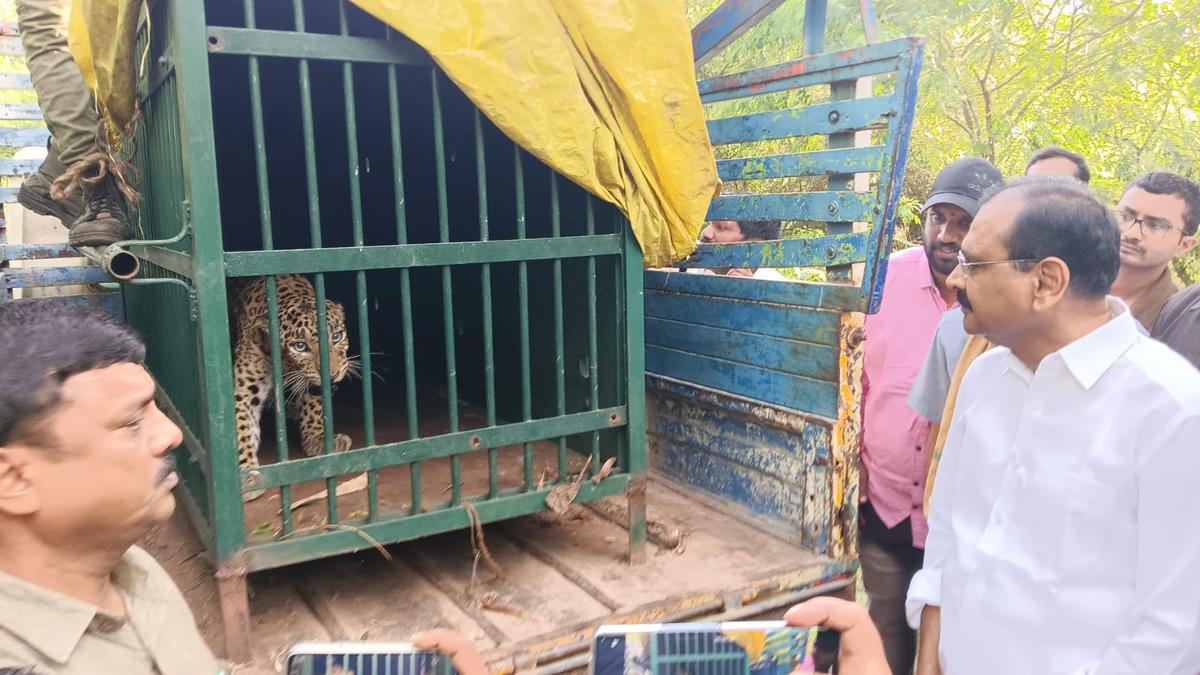 Fifth eluding leopard captured on Tirumala footpath