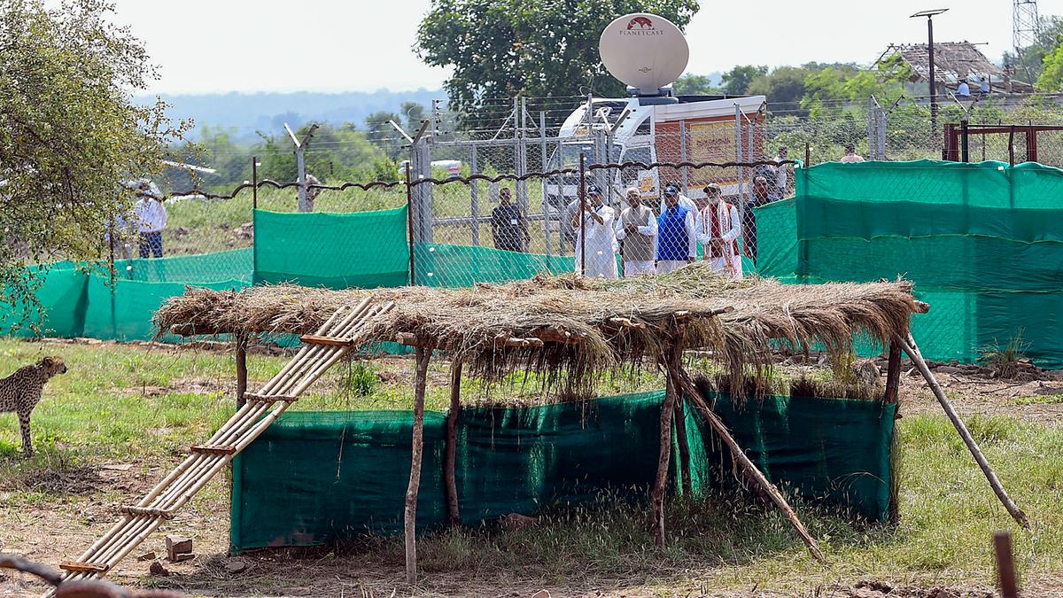 Cheetahs to move to bigger enclosure in Kuno park in November: Task force member