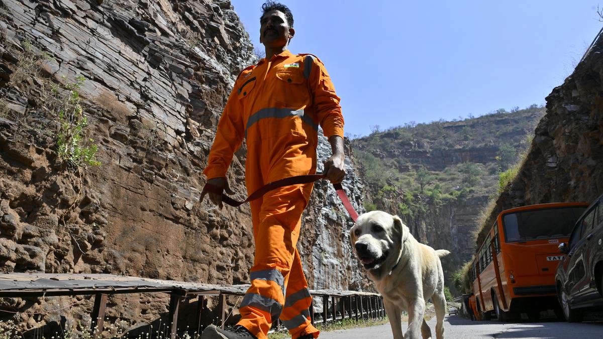 SLBC tunnel rescue work Day 5: Sniffer dogs to be used to locate trapped as sludge solidifying - Collector