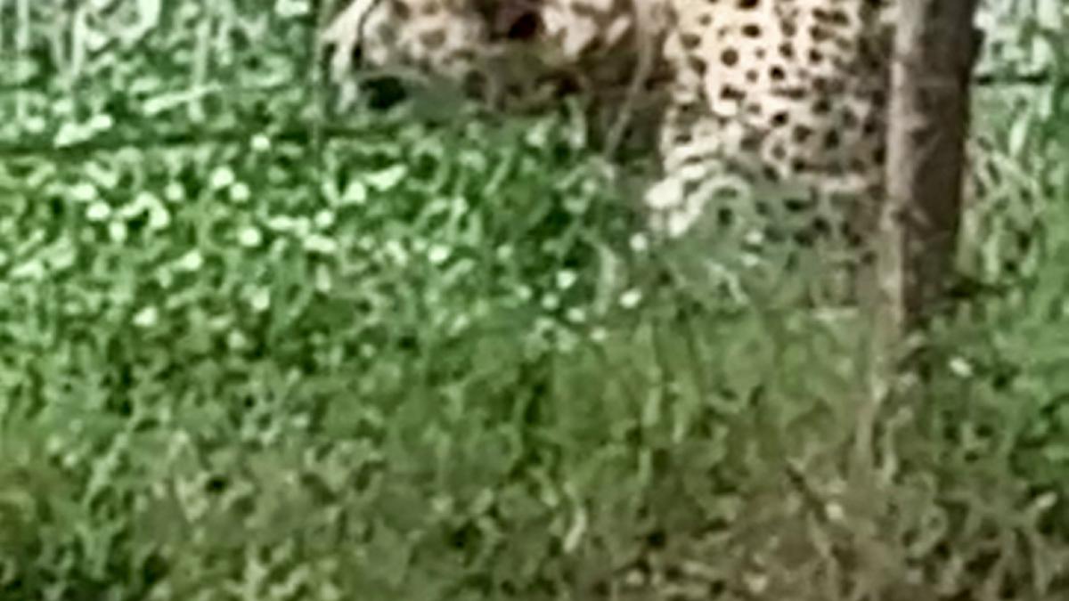 Cheetahs exploring habitat, nothing to worry: Project Tiger head on straying incident in Madhya Pradesh