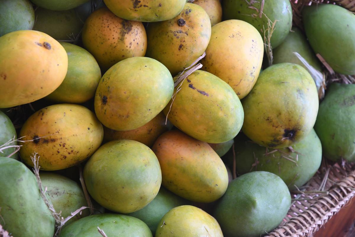 Chennai, 16/05/2023 : Mangoes at Organic Farmers market at Indira Nagar in Chennai. Photo : Raghunathan SR / The Hindu