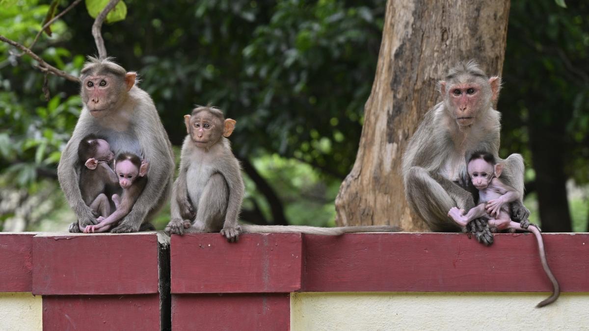 20 monkeys found dead near Gundlupet in Karnataka, probe ordered