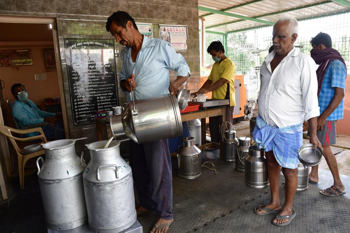 Big news for milk producers in Haryana, government released subsidy of Rs 15.59 crore, know who will get it and how.