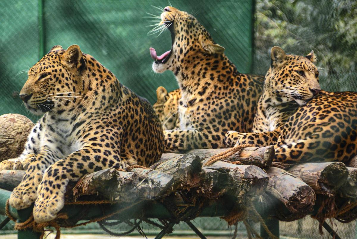 Watch: Leopard sighting in Karnataka’s Udupi triggers panic among residents