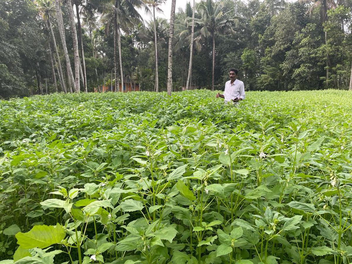 Chilakktu Radhakrishnan at his sesame farm