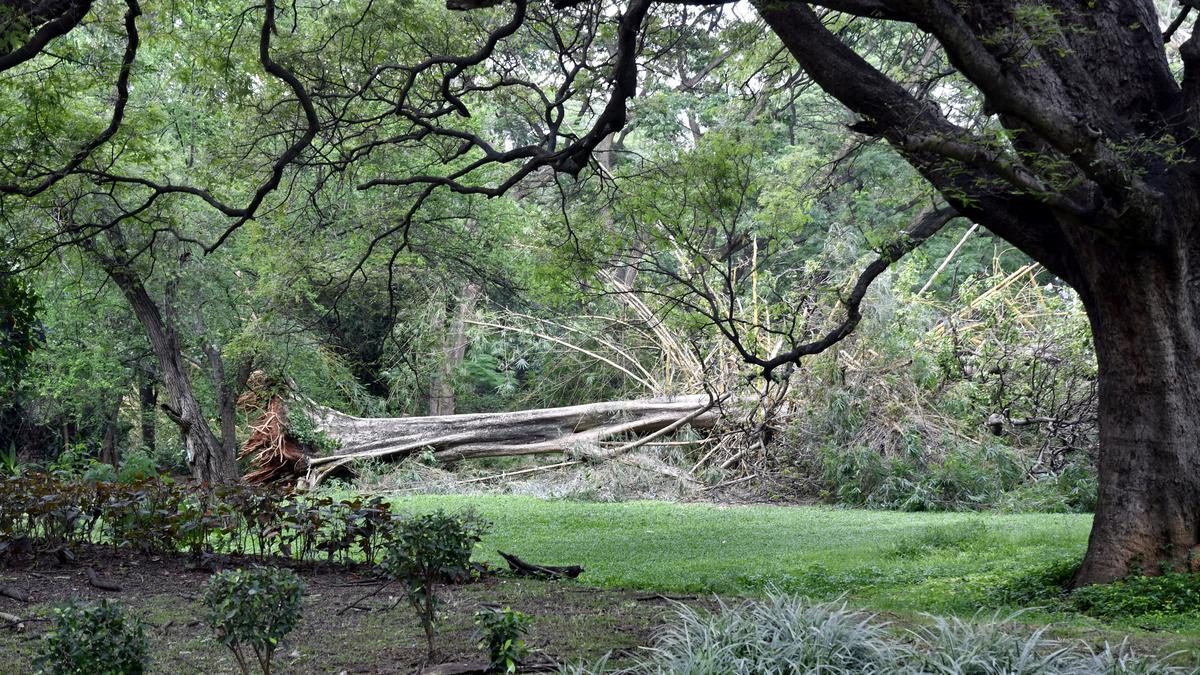 38 trees uprooted in Cubbon Park after Sunday’s thundershowers  