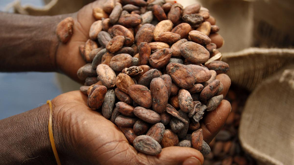 Ghana’s cocoa farms losing ground to illegal mining