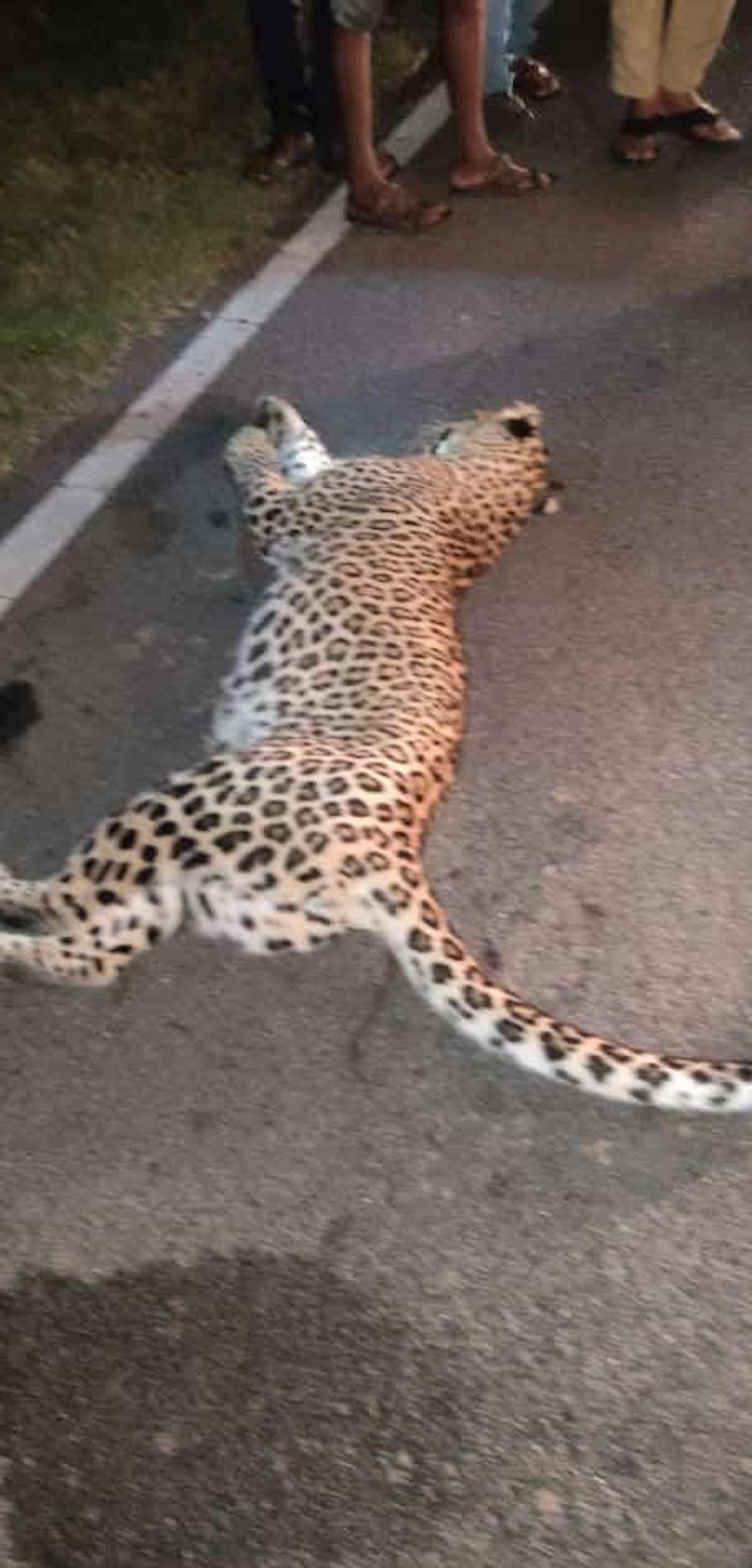 Leopard dies after being hit by a vehicle in Anantapur district of Andhra Pradesh