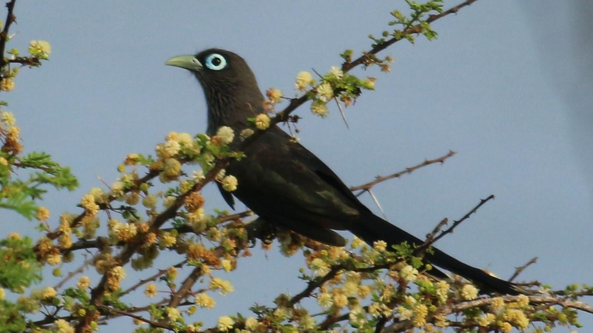 121 species of birds spotted during first-ever annual bird census in Ramanathapuram Forest Division