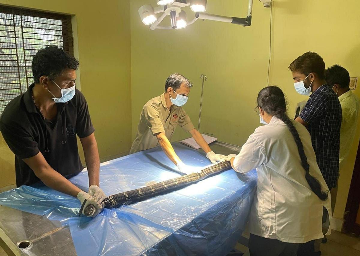 Measuring and recording the length of a King Cobra at Pilikula Biological Park, in Mangaluru. 