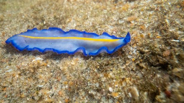 A new marine record from Rushikonda beach in Visakhapatnam