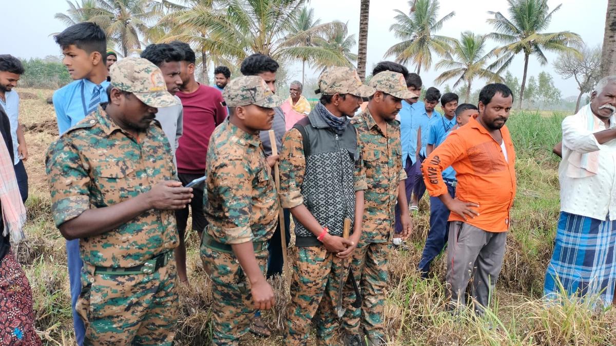 Elusive leopard responsible for human deaths in T.Narsipur captured