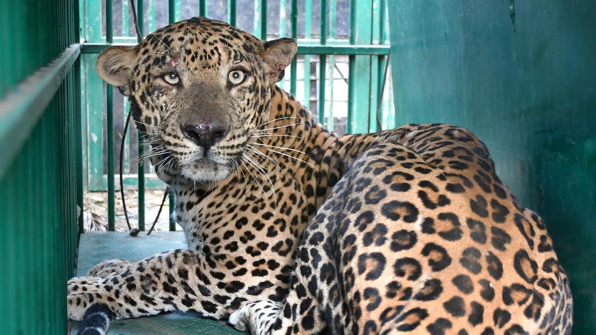 Leopard strays into Mysuru home, captured safely