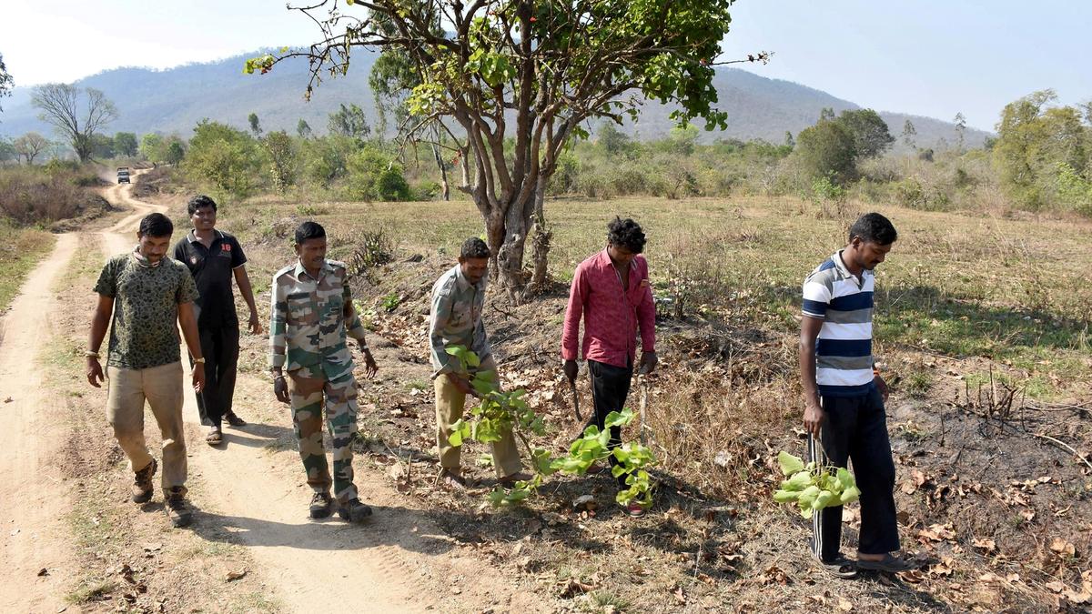 CM to give appointment letters to 267 forest watchers in Karnataka