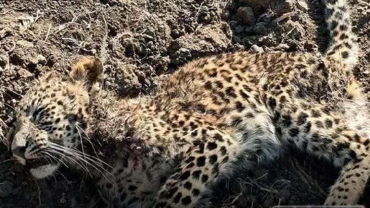 Stray dogs maul leopard cub to death in Kadapa district