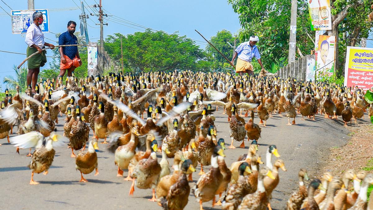 Amid outbreaks of bird flu, duck farming at a critical juncture in Kerala’s Kuttanad