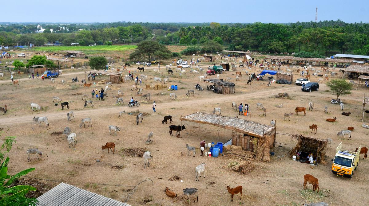 The Kannapuram Mariamman Temple Cattle Festival at Olapalayam near Kangayam in Tiruppur district is more than 1000 years old.