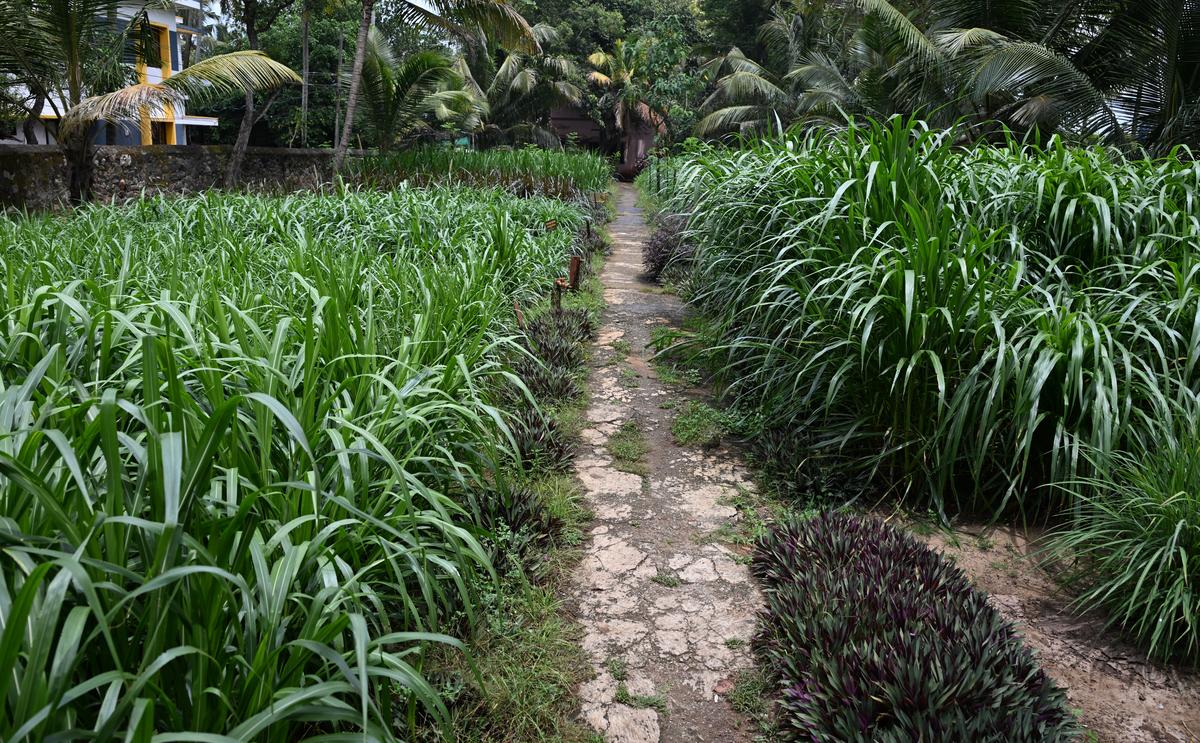 Different varieties of fodder grass at Fodder Museum, Valiyathura, in Thiruvananthapuram