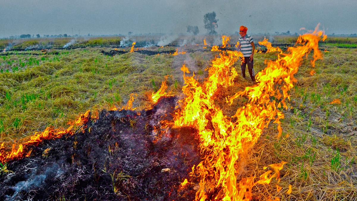 Stubble burning: Supreme Court summons Haryana Chief Cecretary