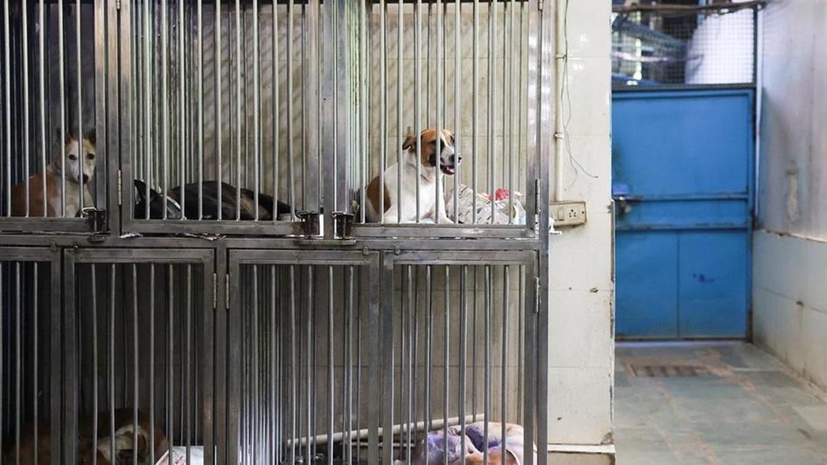 Submit report on illegal dog breeding: Delhi HC to animal welfare panel