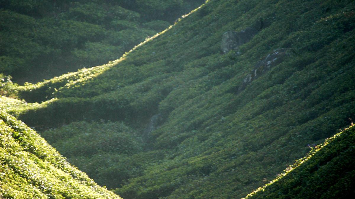 From the hills to the forests: Kerala’s summer escapes