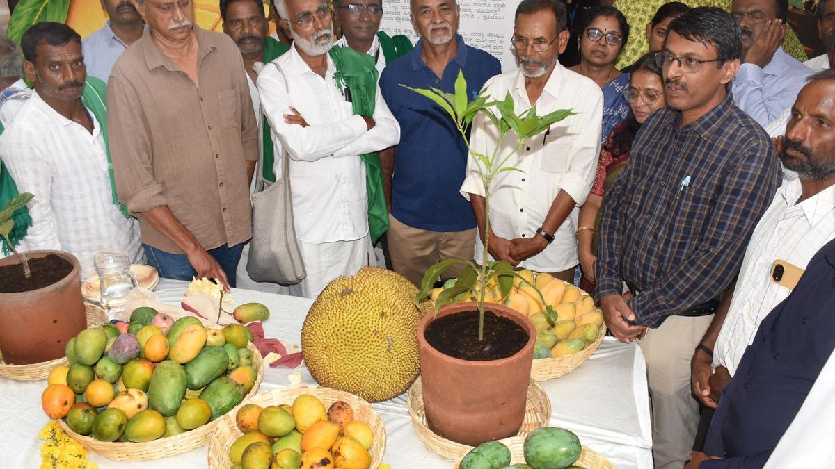 Mysuru hosts three-day organic mango and jackfruit festival