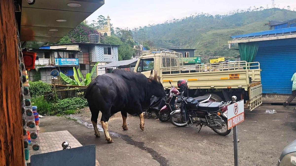 Summer scares: With the peaking of summer, marauding wild animals throw life out of gear in the eastern regions of Kollam