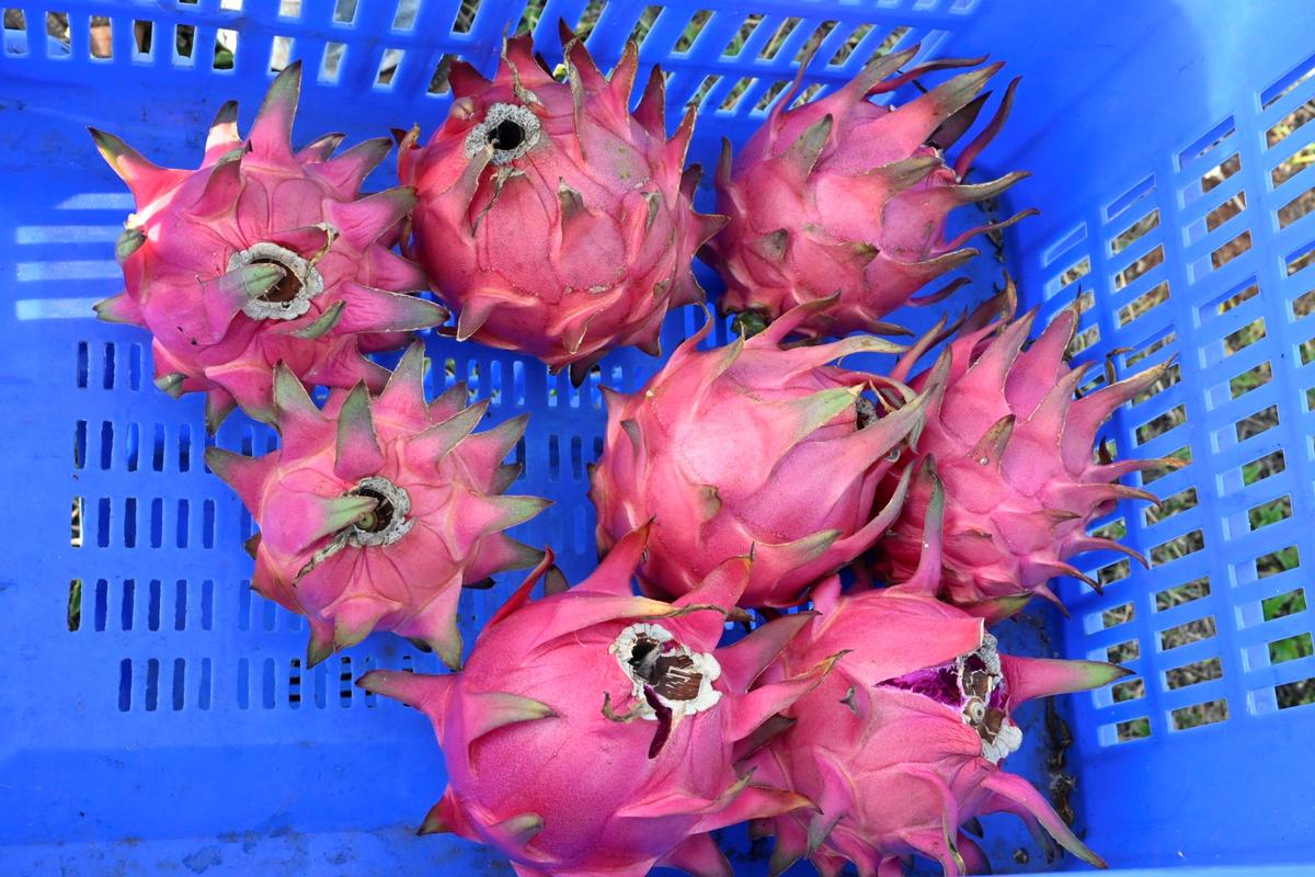 Dragon fruits harvested at a farm in Kugalur village in Gobichettipalayam taluk in Erode district in Tamil Nadu