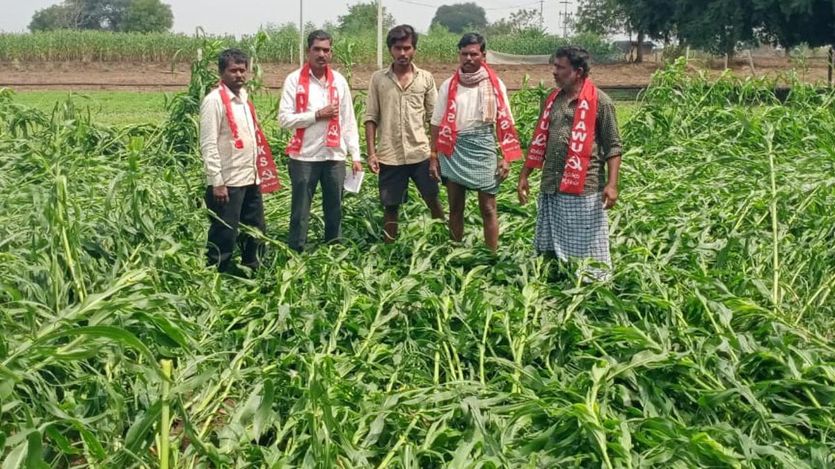 Huge crop loss due to heavy rains