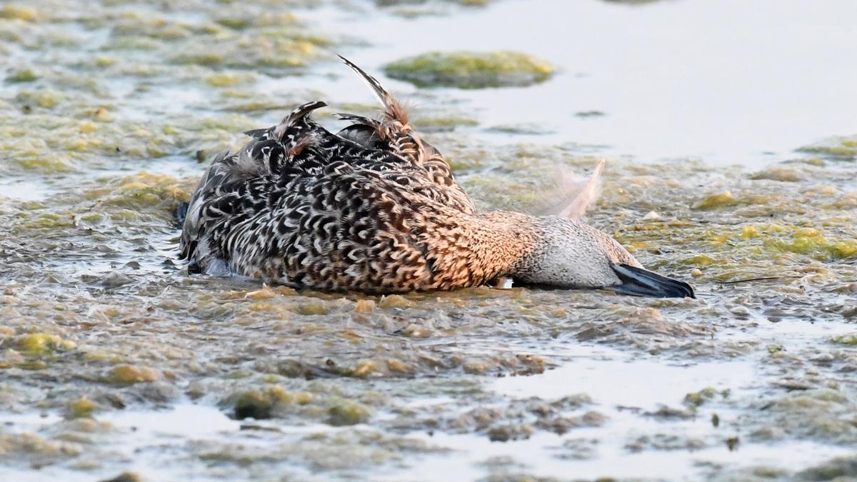 Scores of migratory birds die of suspected fertilizer poisoning in Pulicat