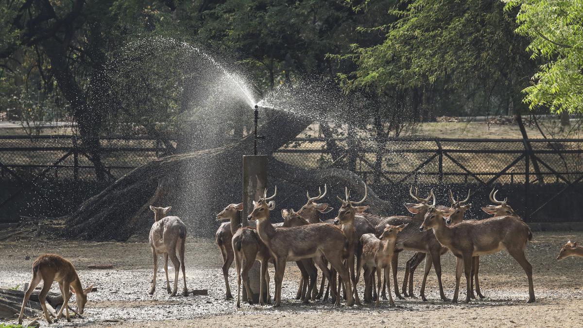 Congress asks if Delhi Zoo’s proposed agreement with Vantara is first step towards privatisation