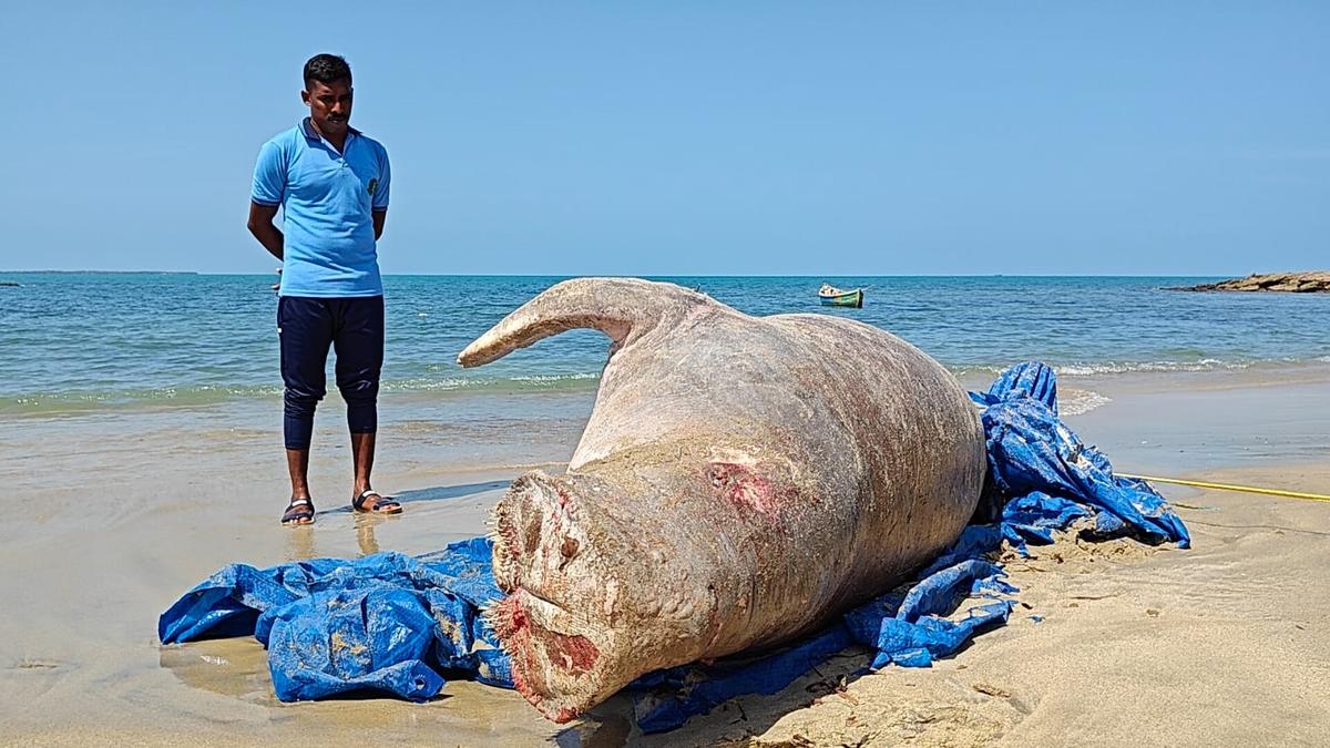 Bids invited for setting up International Dugong Conservation Centre at Manora