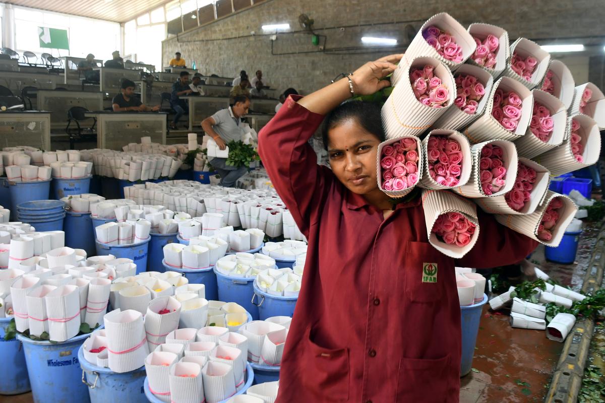 In the last few years, the price of red roses which was around ₹14 to ₹15 per stem has touched ₹20 owing to an increased demand.