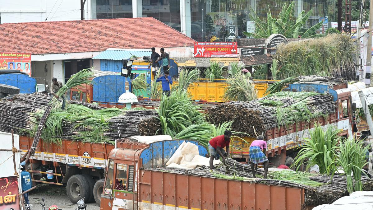 Markets awash with sugarcane and other Pongal goods