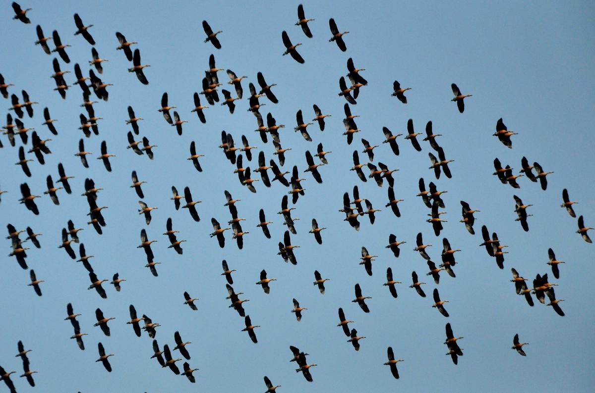 A flock of birds flies over the Kottooli wetland in Kozhikode, which is a haven for the winged friends from distant countries.