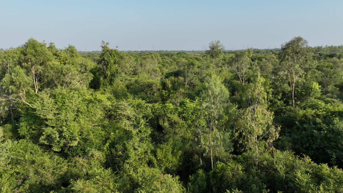 Edaikkal’s mini-forest: a case study in greening and the workings of the government