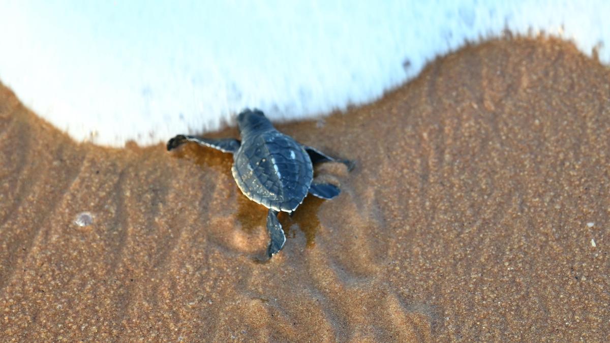 Meet the people powering Kerala’s marine turtle conservation