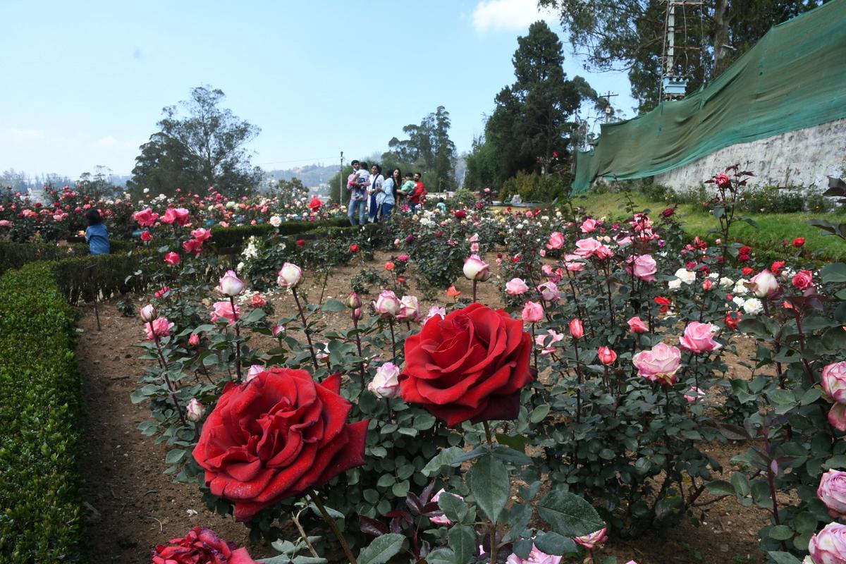 Baía de rosas no jardim