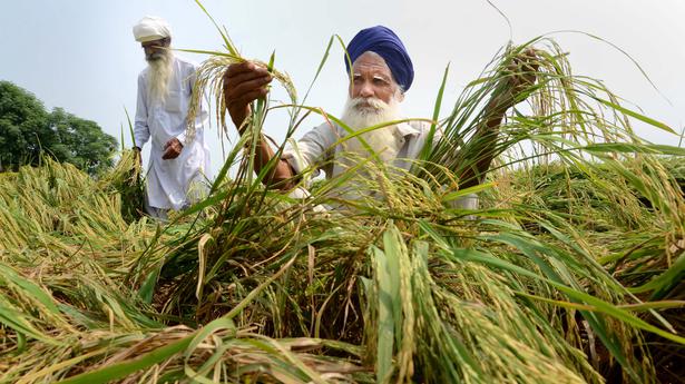 Kharif sowing nears to end; paddy acreage down by 5.51%