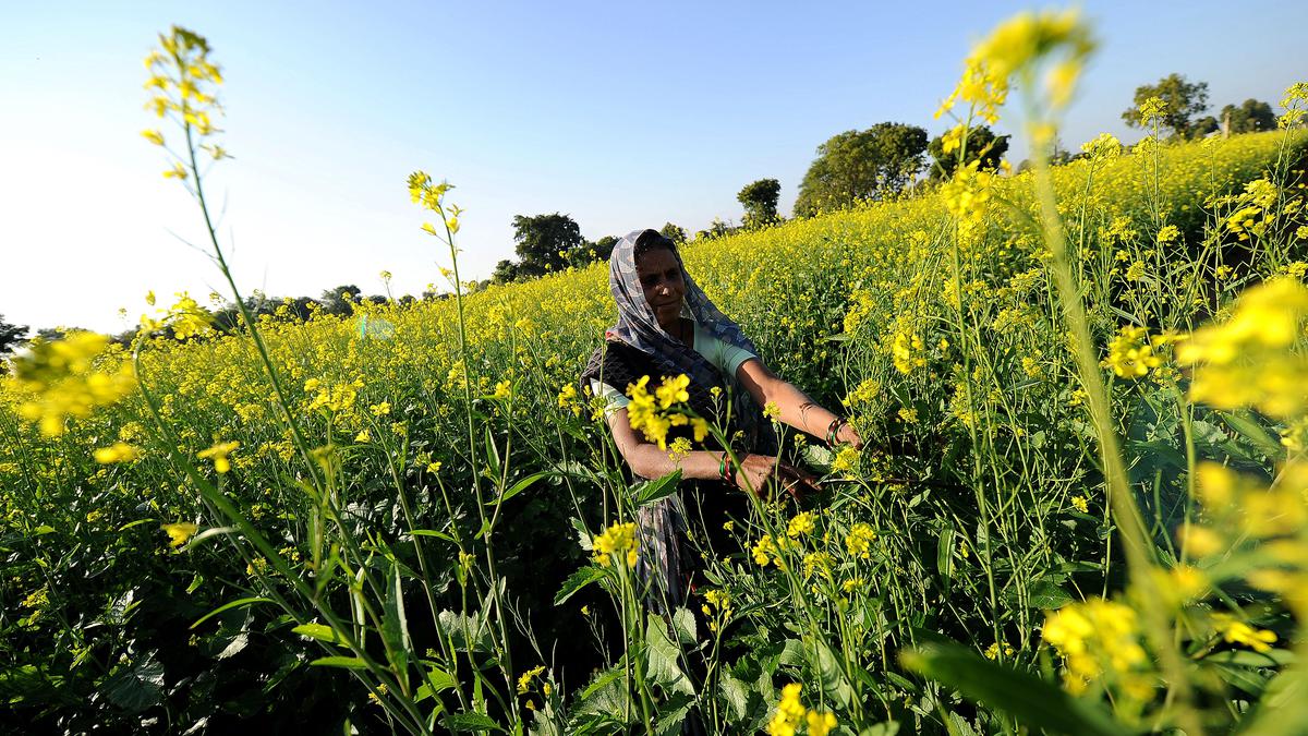 Field trials of GM mustard DMH-11 showed high yield, says Science Minister