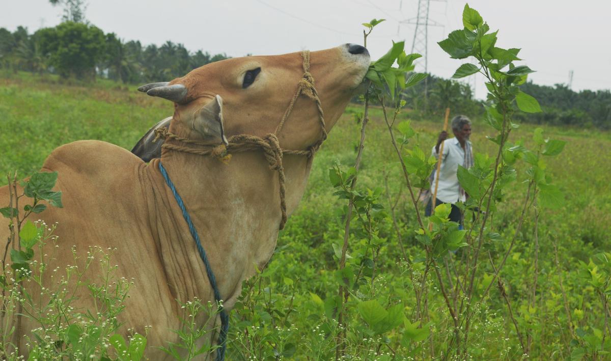 Cattle on a mulberry plantation abandoned by a farmer at Chebrolu in Kakinada district.