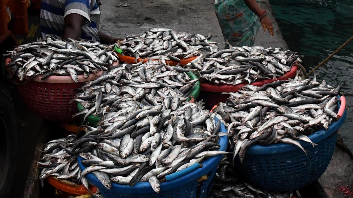 Fish prices decrease, sales impacted at fish markets in Chennai