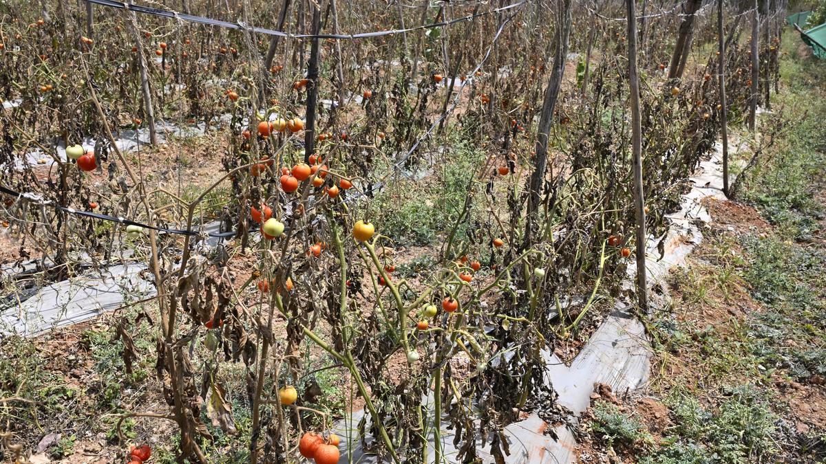 Karnataka’s heat and drought wilt vegetable cultivation
Premium